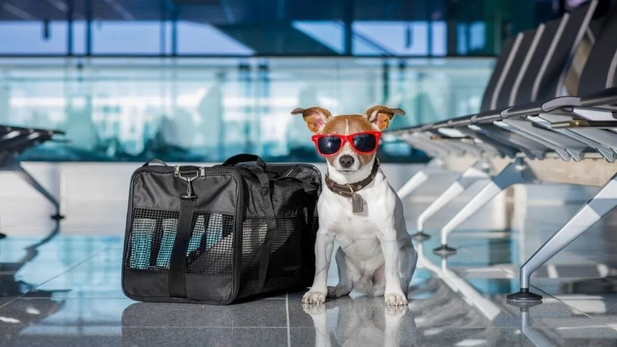 Pet-friendly flights: requirements and tips for traveling with your pet